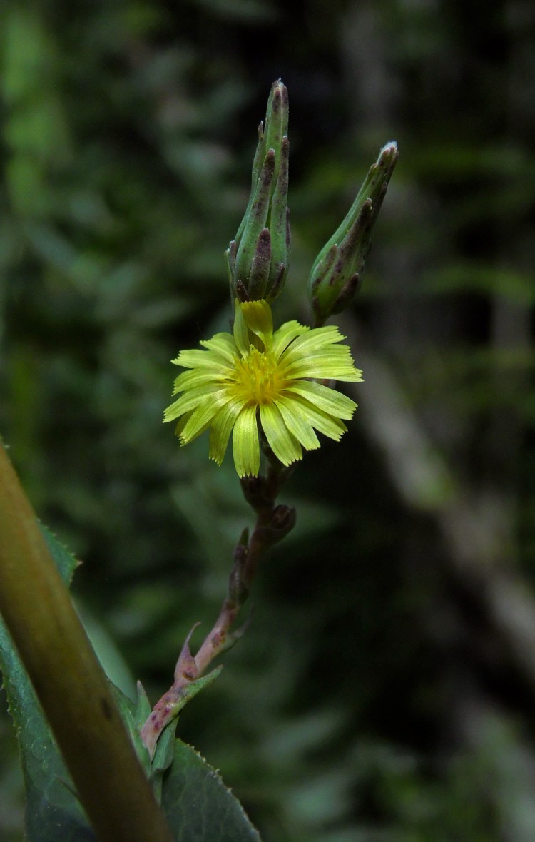 Изображение особи Lactuca serriola.