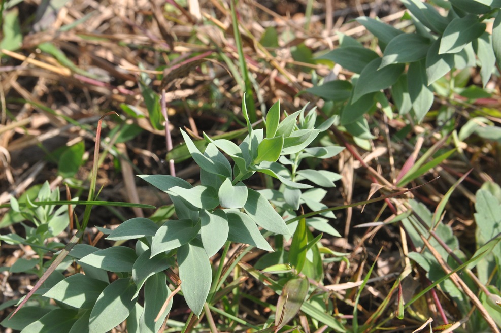 Image of genus Linaria specimen.