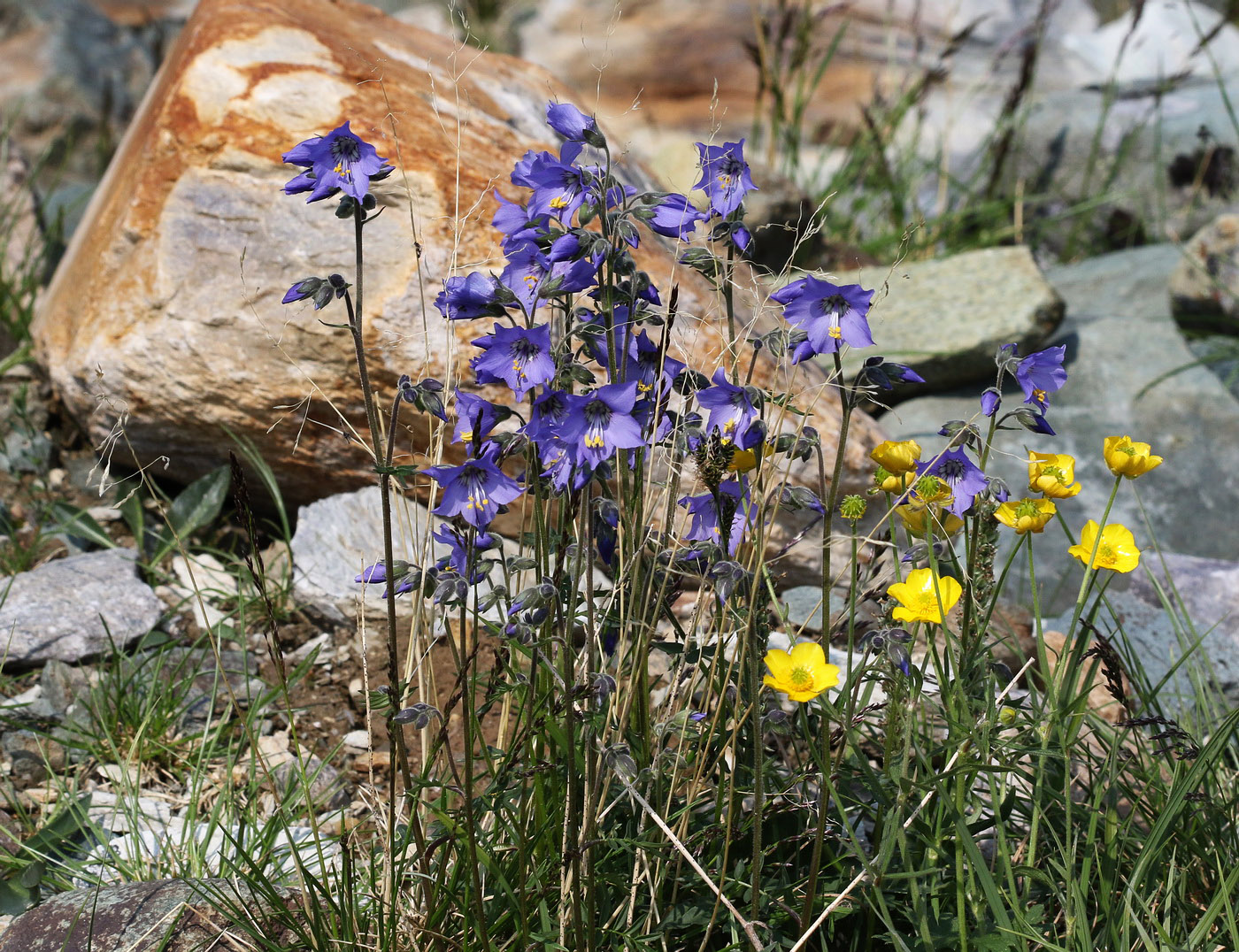 Изображение особи Polemonium acutiflorum.