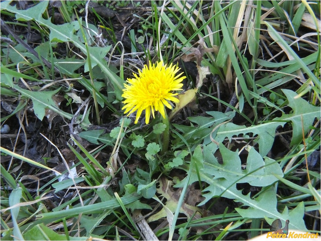 Изображение особи род Taraxacum.