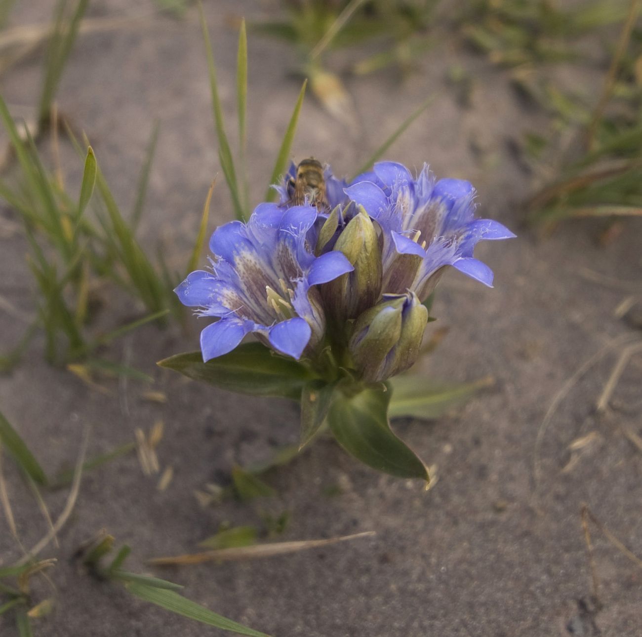 Image of Gentiana septemfida specimen.