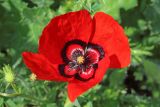 Papaver pavoninum