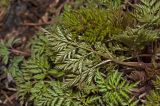 Chaerophyllum prescottii. Молодые листья (абаксиальная и адаксиальная стороны). Башкортостан, Белорецкий р-н, Ишлинский сельсовет, долина р. Большой Инзер ниже дер. Карталы, левый берег, под кустами. 30 апреля 2018 г.