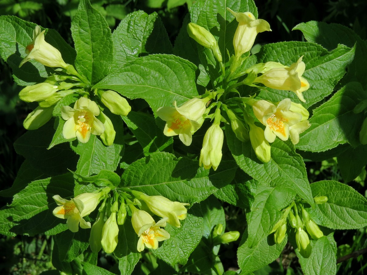 Image of Weigela middendorffiana specimen.