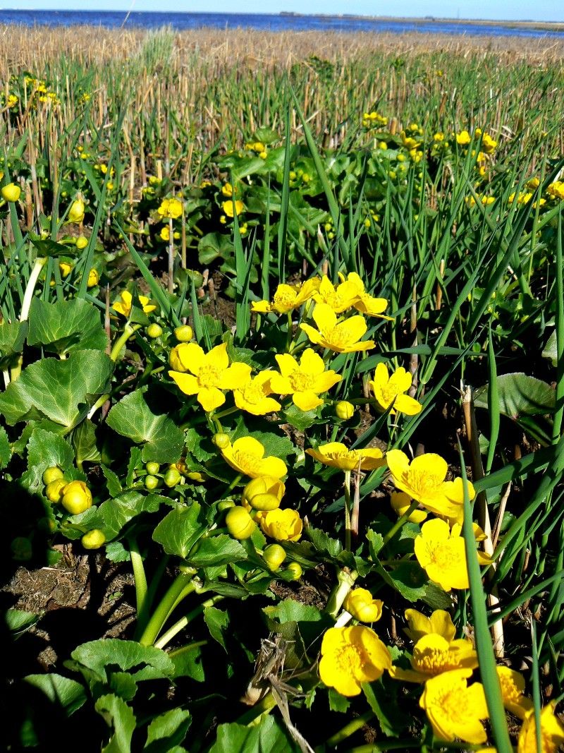 Изображение особи Caltha palustris.