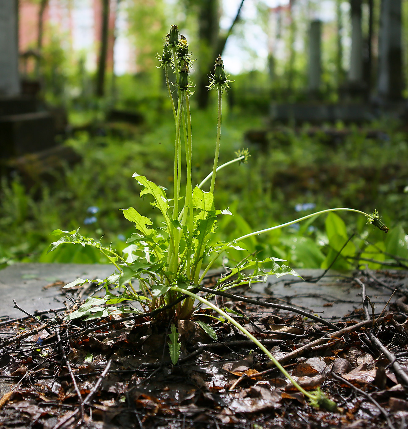 Image of Taraxacum officinale specimen.