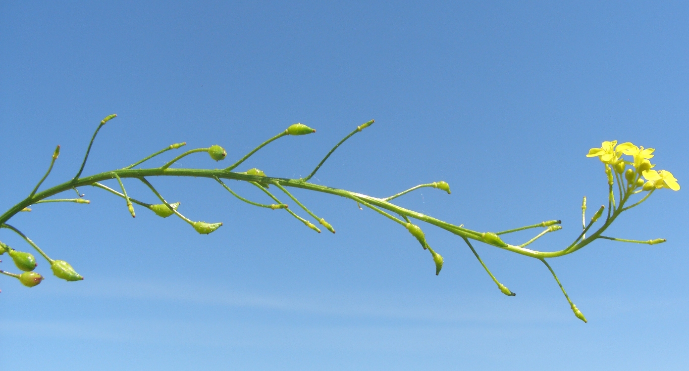 Image of Bunias orientalis specimen.