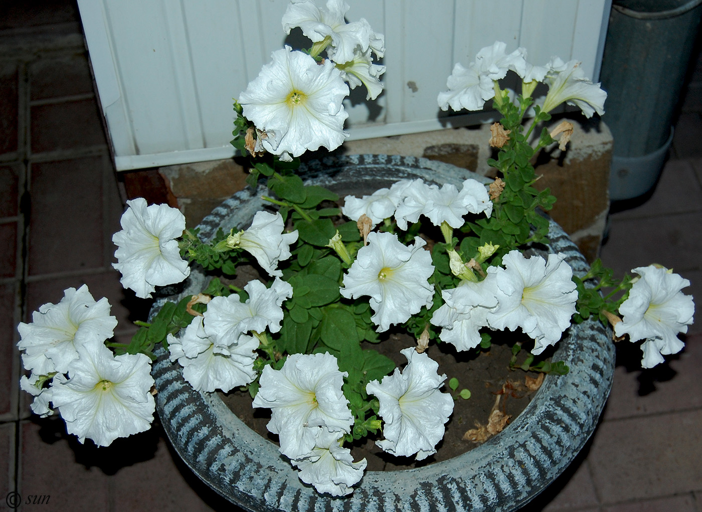 Image of Petunia &times; hybrida specimen.