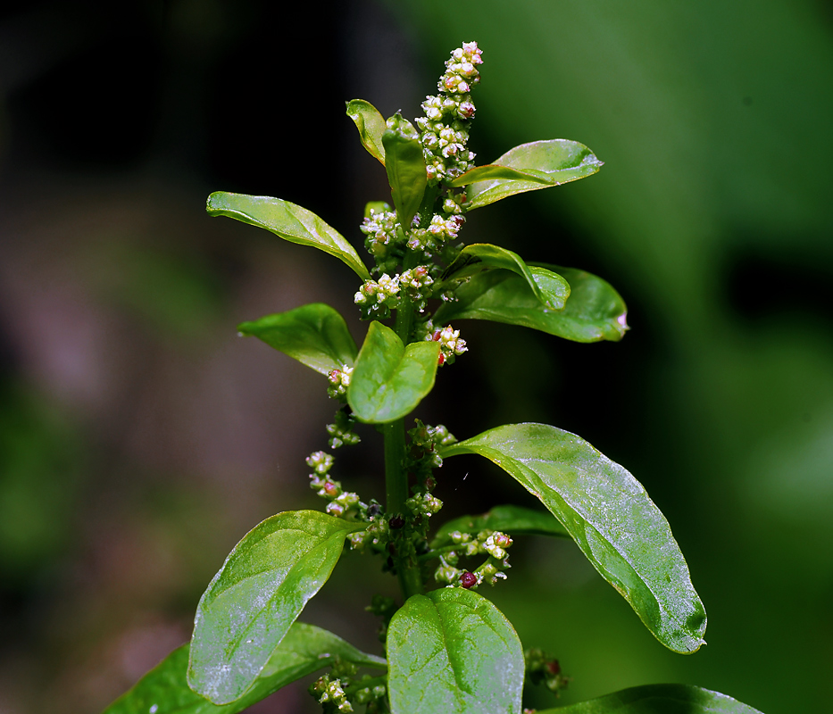 Image of Lipandra polysperma specimen.