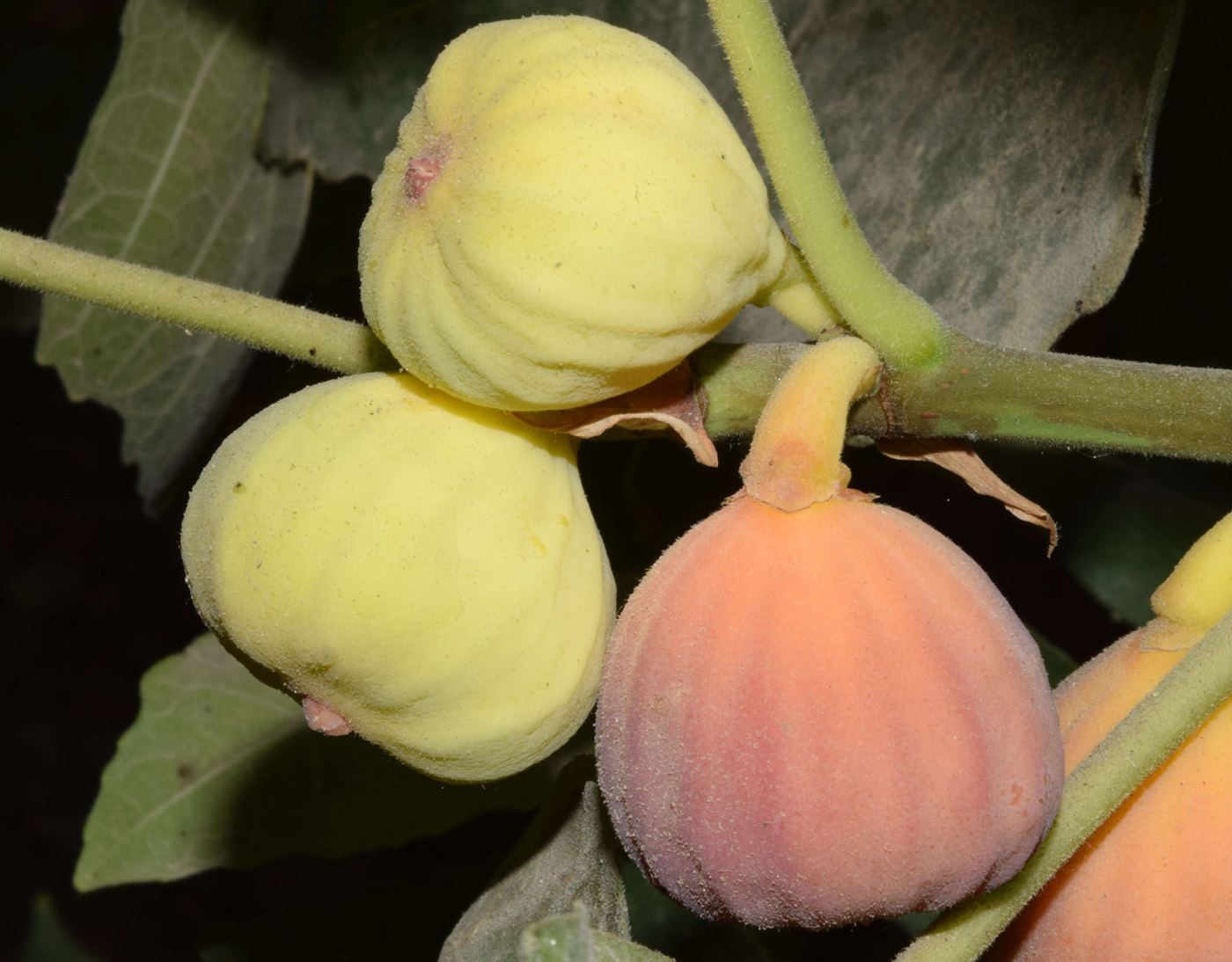 Image of Ficus carica specimen.