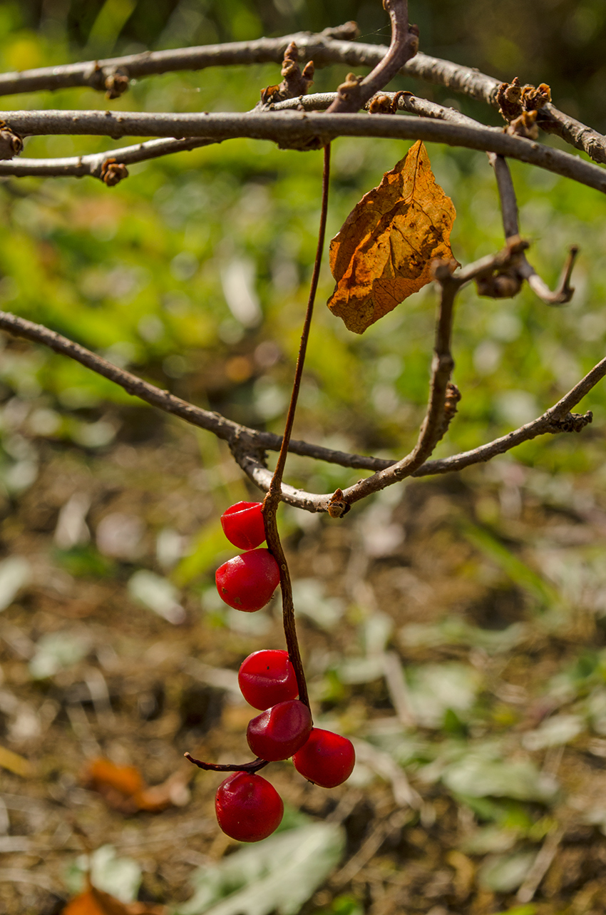 Изображение особи Schisandra chinensis.