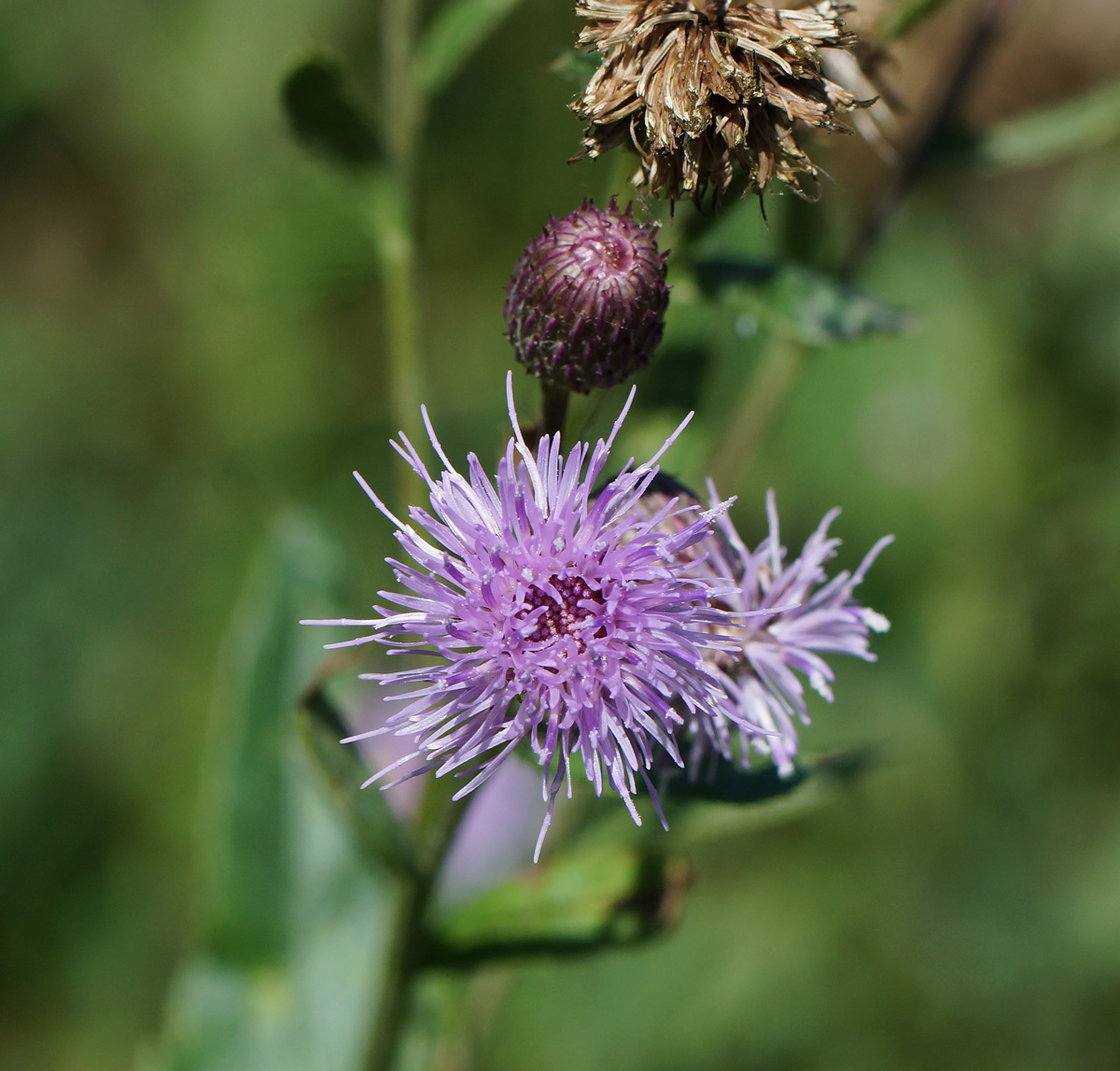 Image of Cirsium setosum specimen.