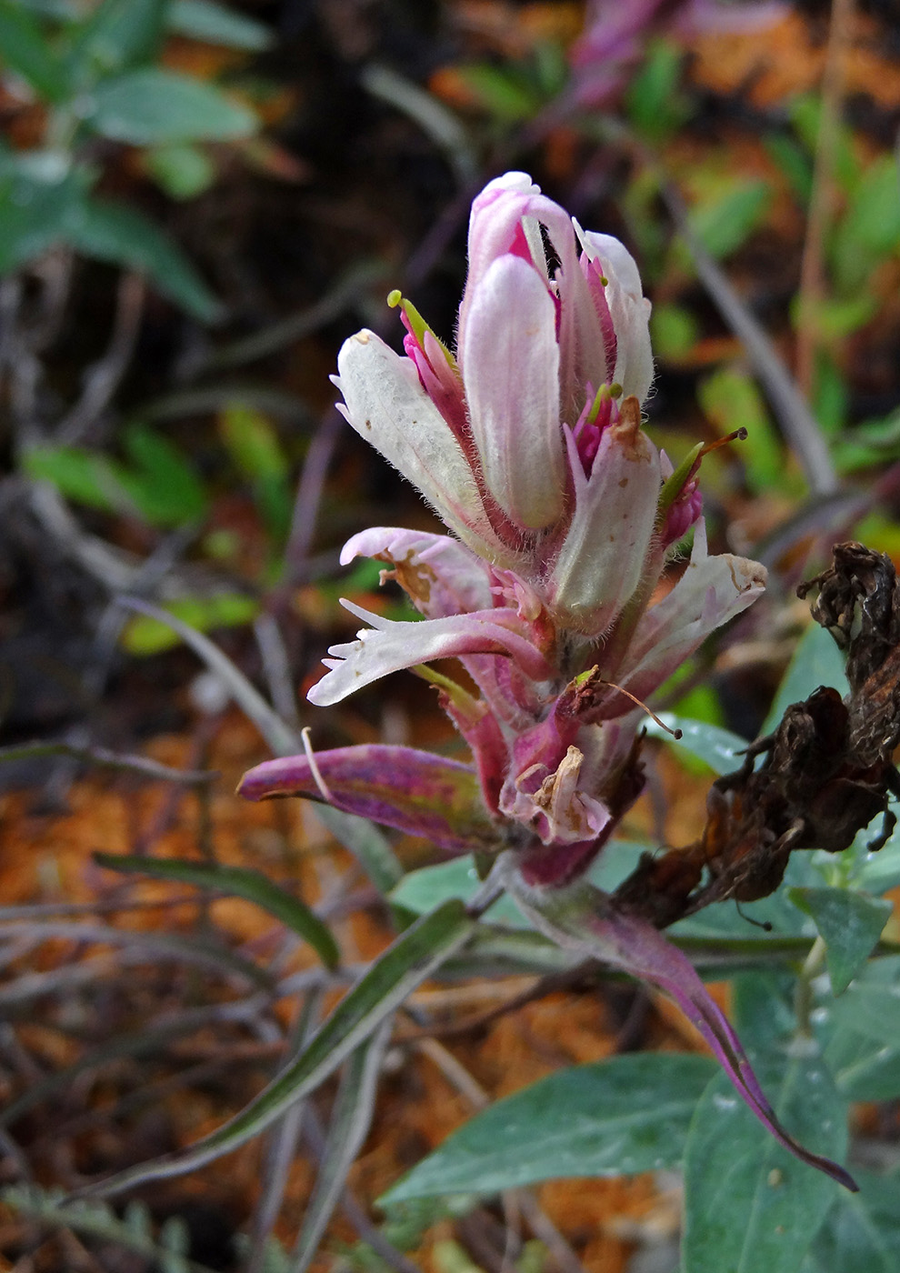 Image of Castilleja elegans specimen.