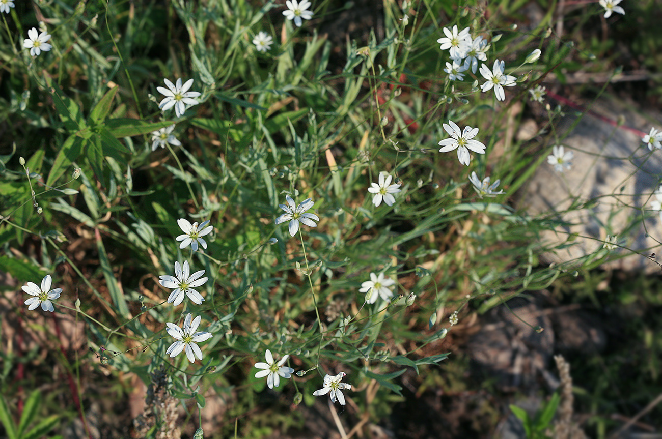 Image of Stellaria dahurica specimen.