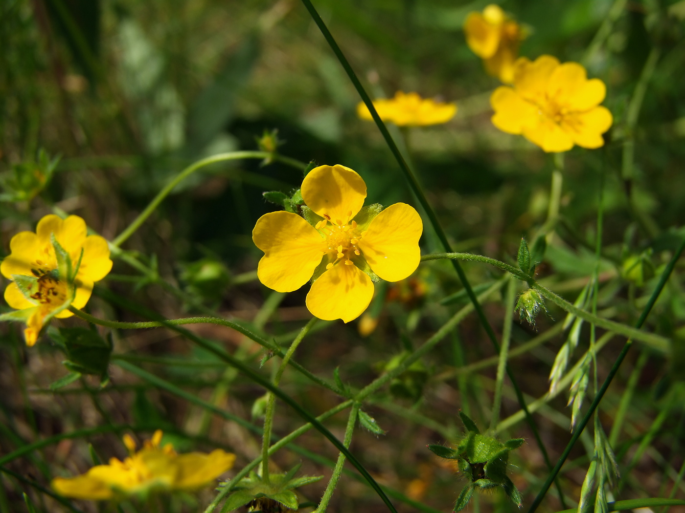 Image of Potentilla chrysantha specimen.