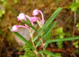 Andromeda polifolia