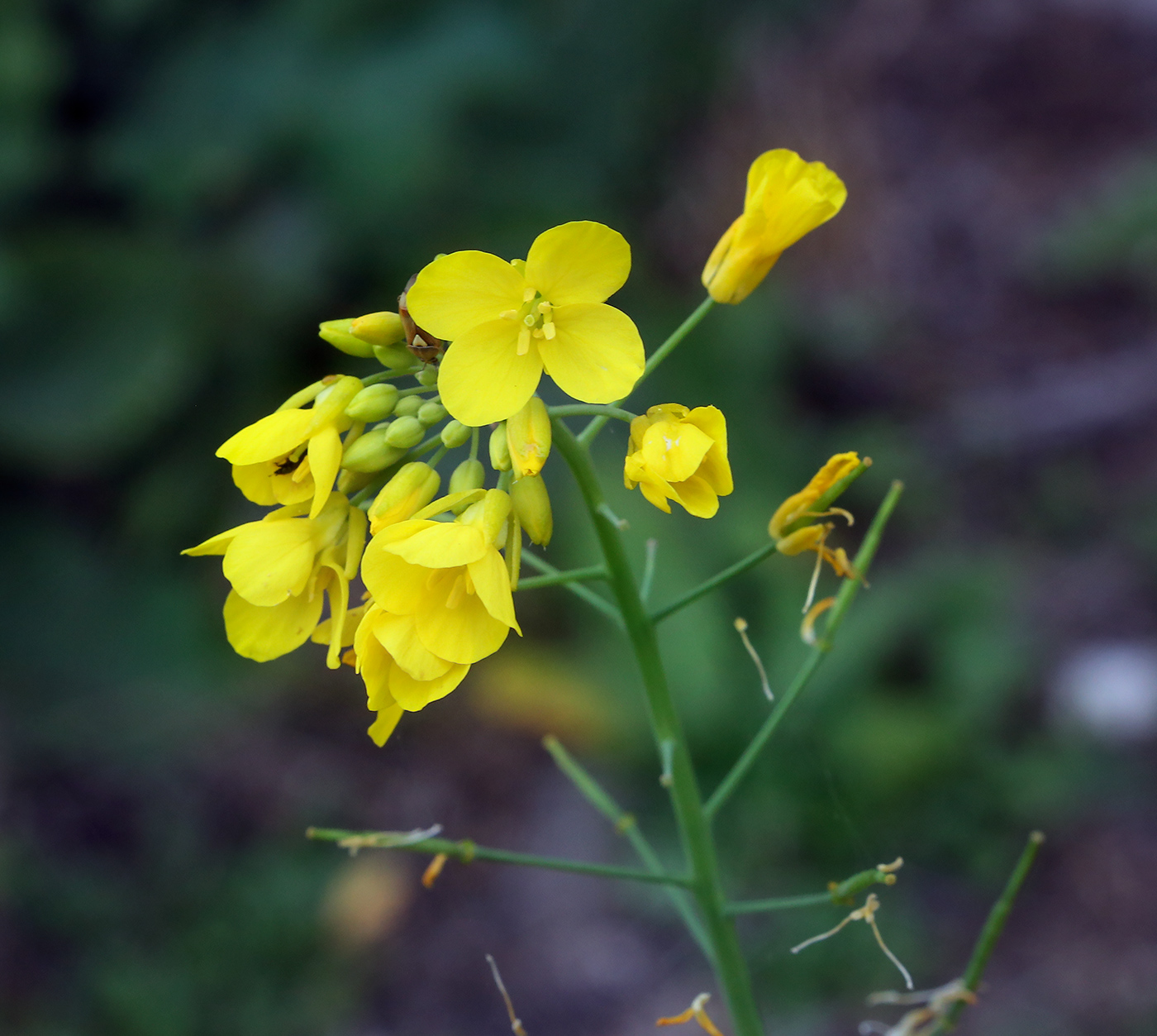 Изображение особи Brassica campestris.