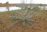 Смотреть изображение Astragalus chiwensis