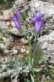 Campanula taurica