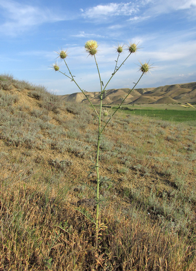 Image of Centaurea reflexa specimen.