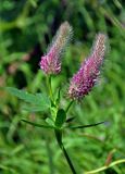 Trifolium rubens. Верхушка побега с соцветиями. Сербия, национальный парк Тара, плоскогорье Равна Тара, луг. 08.07.2019.