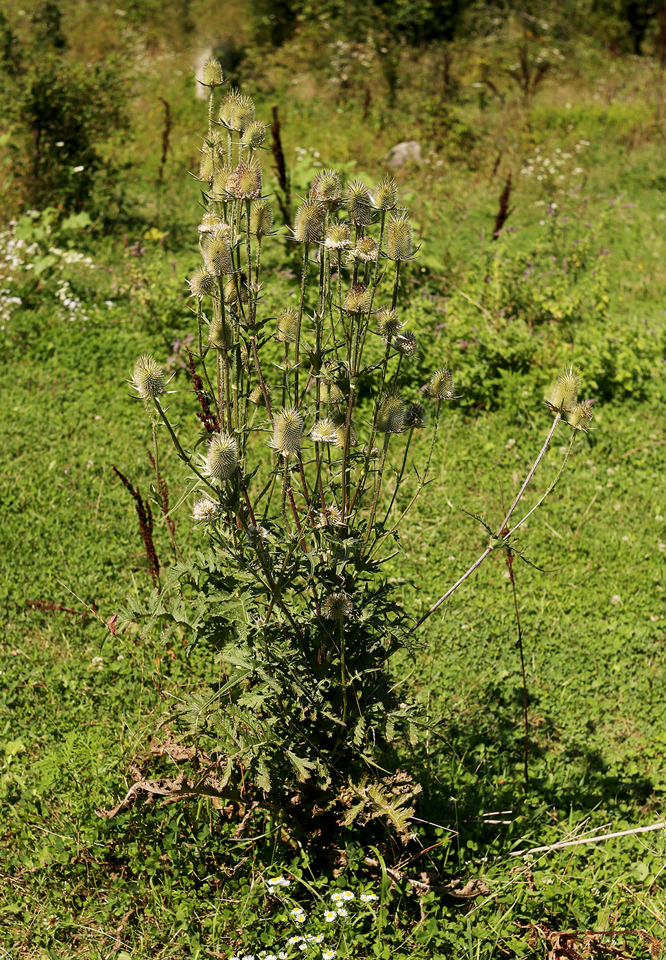 Image of Dipsacus laciniatus specimen.