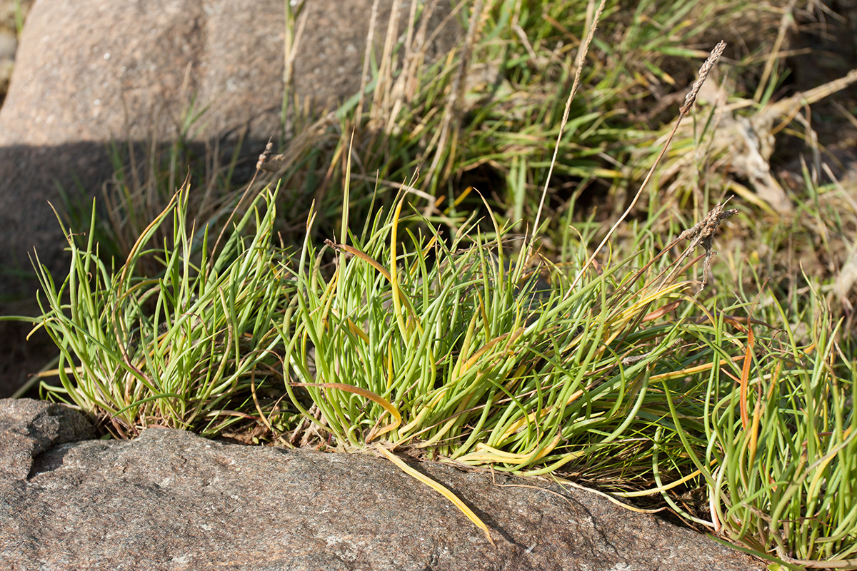 Image of Plantago maritima specimen.