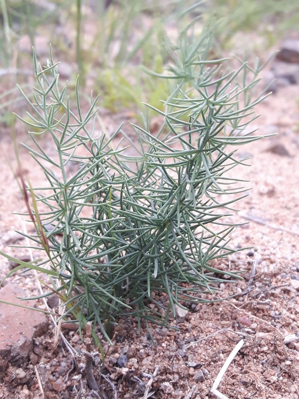 Image of genus Asparagus specimen.