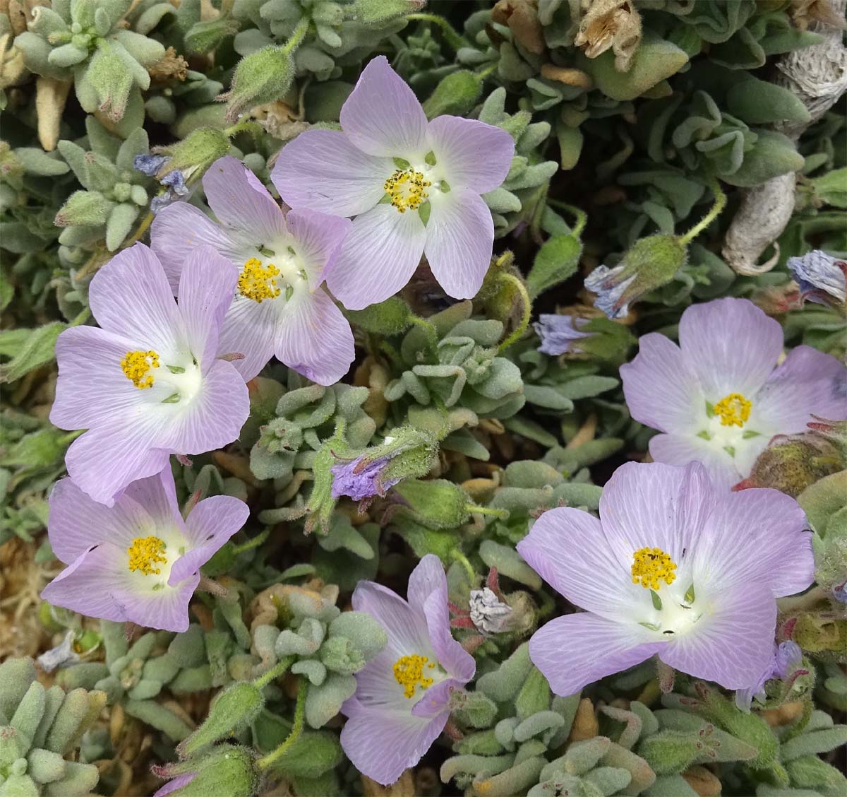 Image of Cristaria integerrima specimen.