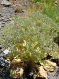 Смотреть изображение Anura pallidivirens