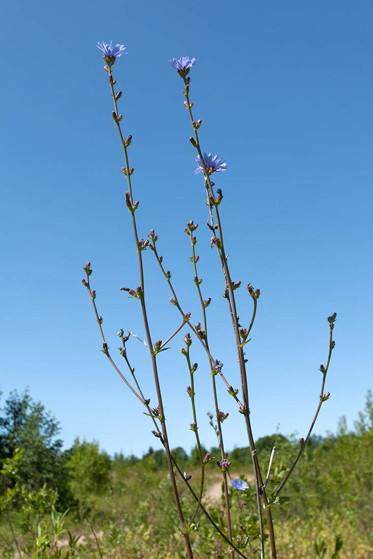 Image of Cichorium intybus specimen.