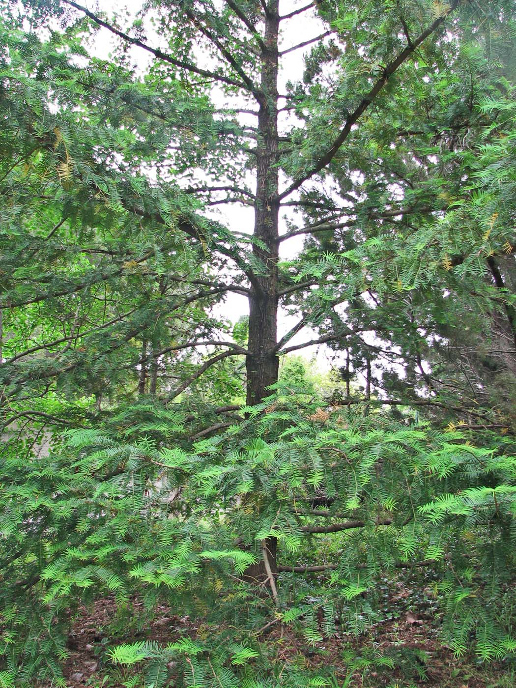 Image of Torreya californica specimen.