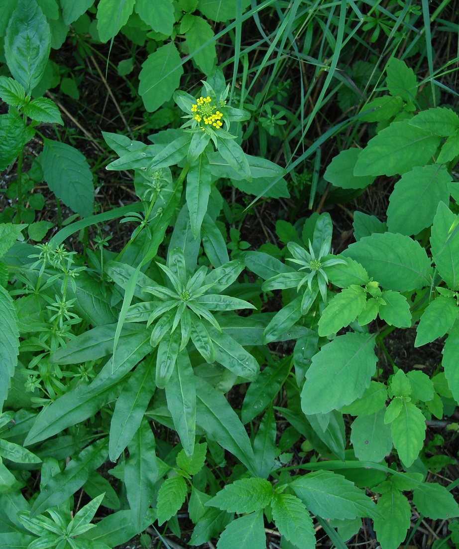 Image of Erysimum cheiranthoides specimen.