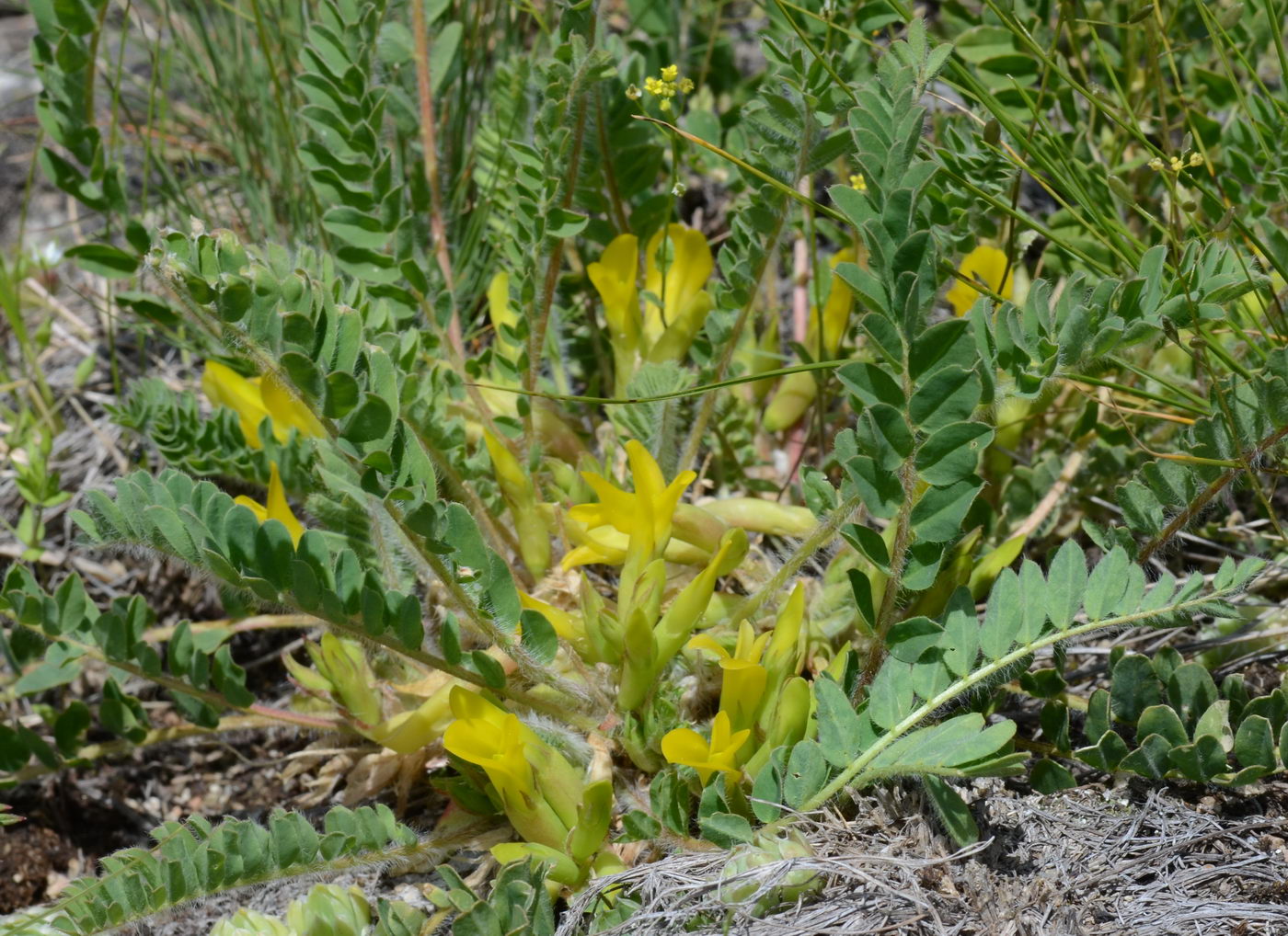 Image of Astragalus schanginianus specimen.