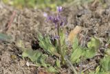 Chorispora tenella