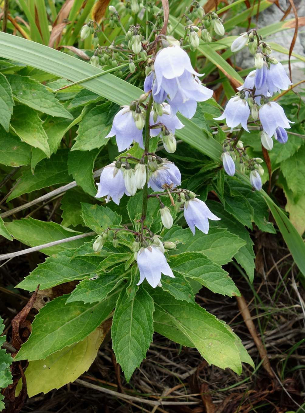 Изображение особи Adenophora pereskiifolia.