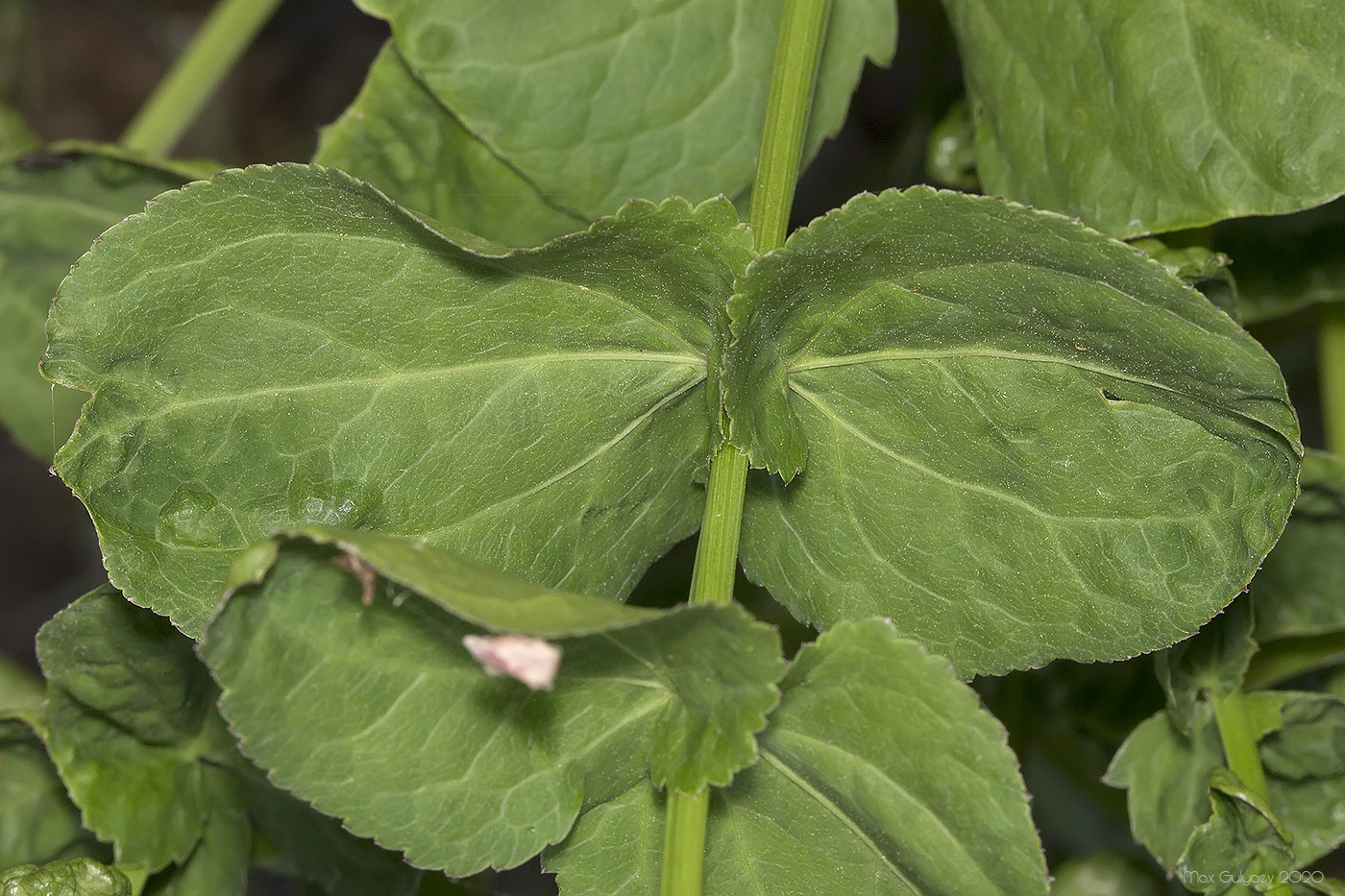 Изображение особи Berula erecta.