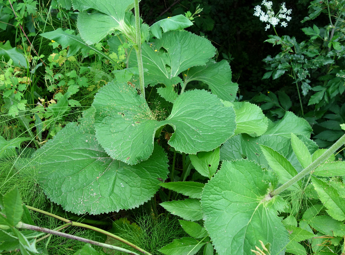 Изображение особи Ligularia fischeri.