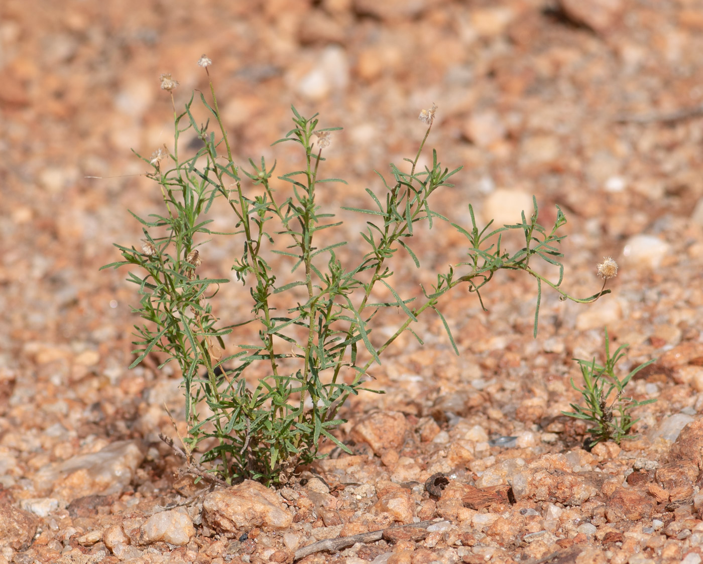 Изображение особи Nolletia tenuifolia.