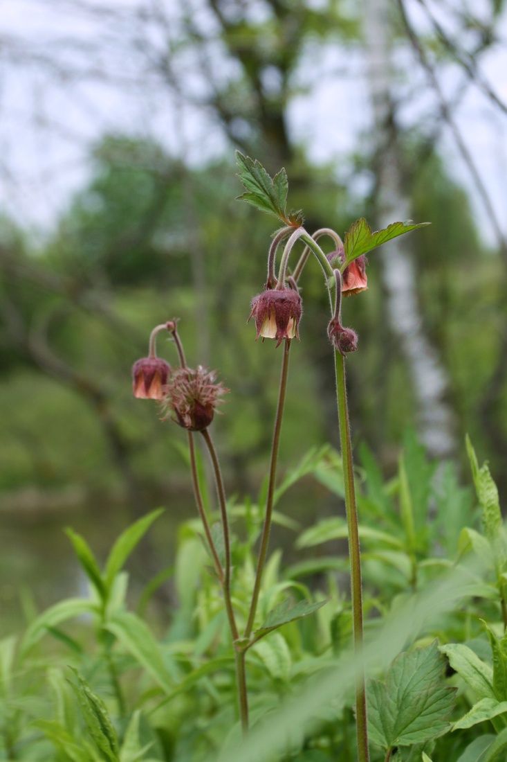 Image of Geum rivale specimen.