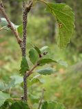 Betula humilis