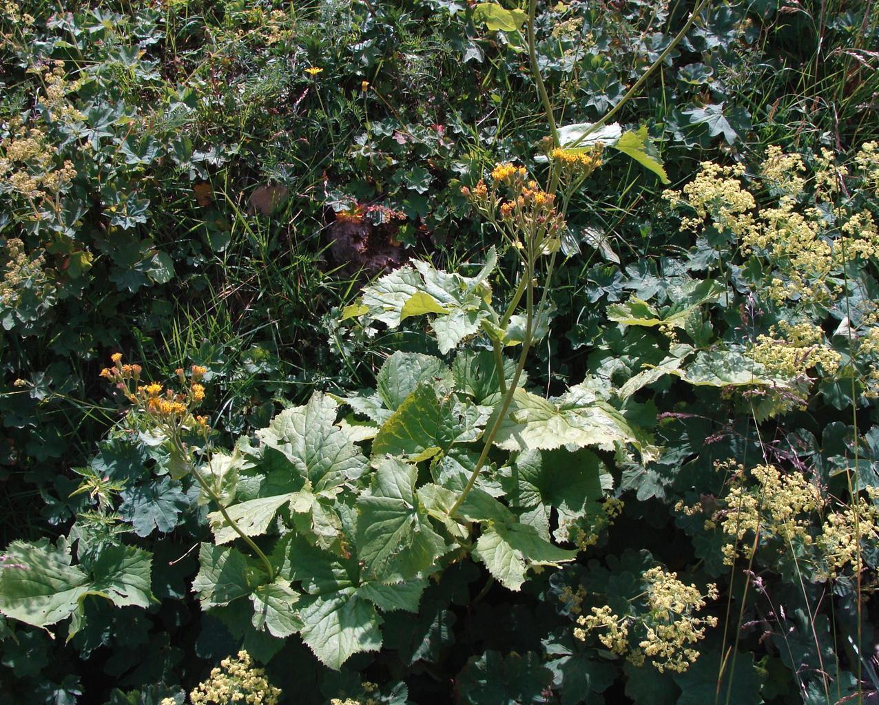 Image of Caucasalia macrophylla specimen.