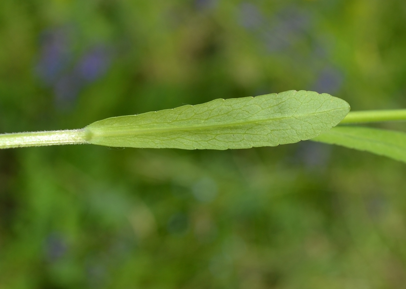 Image of Campanula patula specimen.