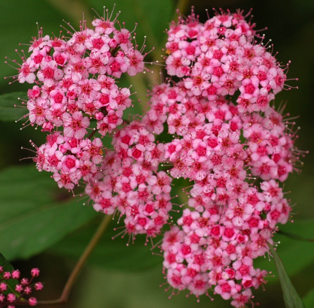 Image of Spiraea japonica specimen.