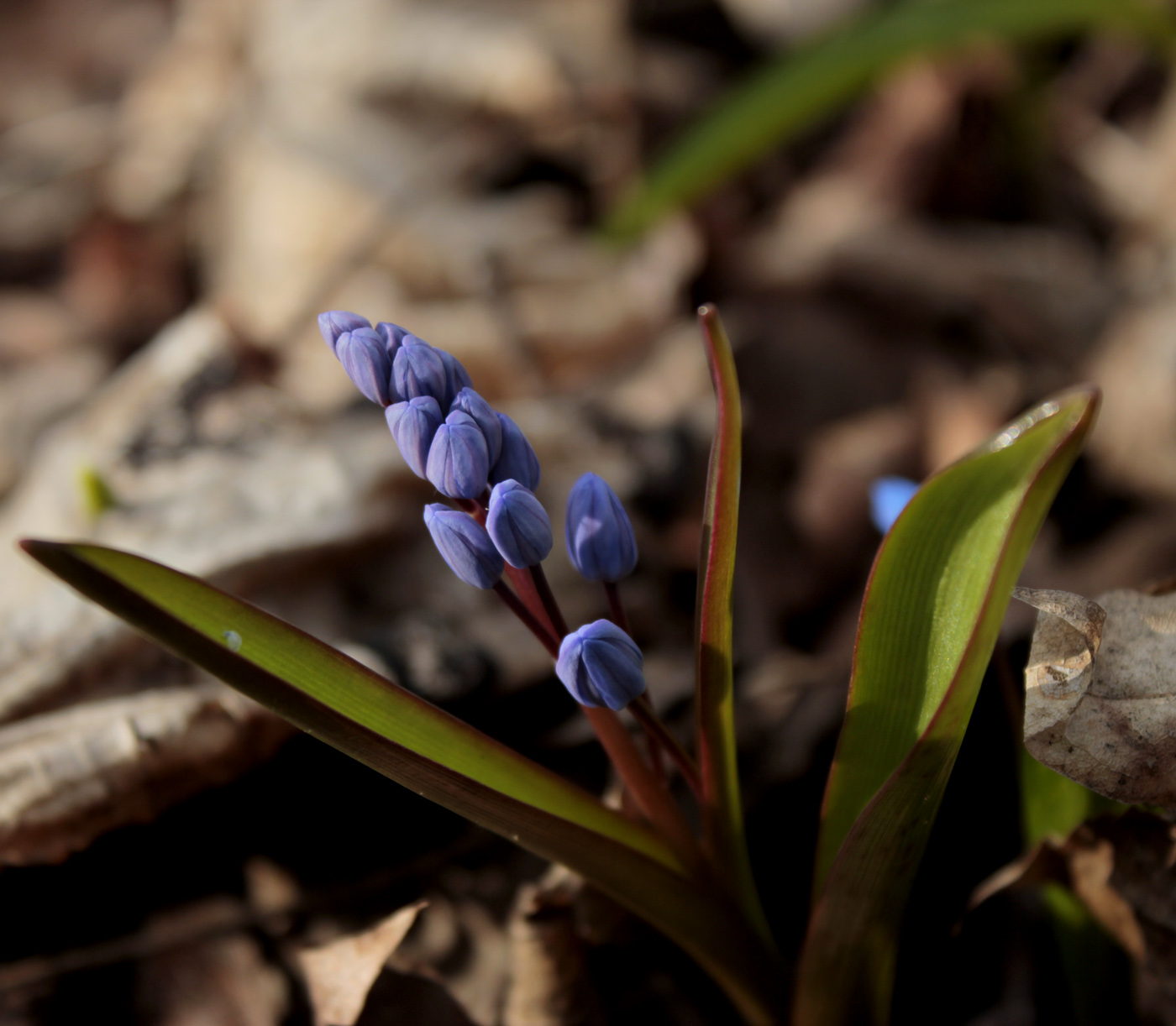 Image of Scilla bifolia specimen.