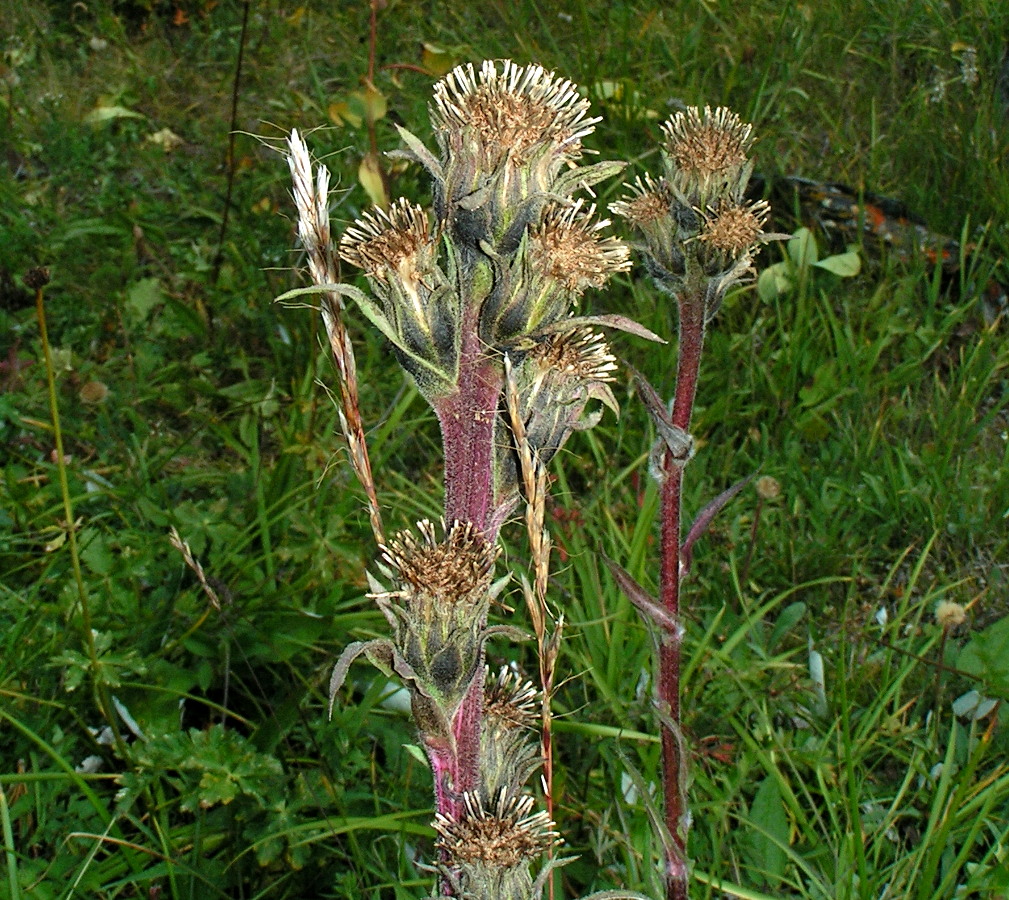 Image of Saussurea baicalensis specimen.