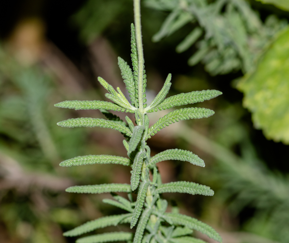 Изображение особи Lavandula dentata.