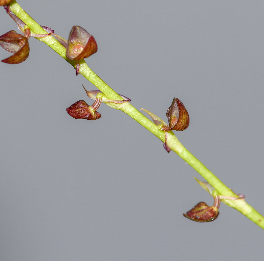 Image of genus Stelis specimen.