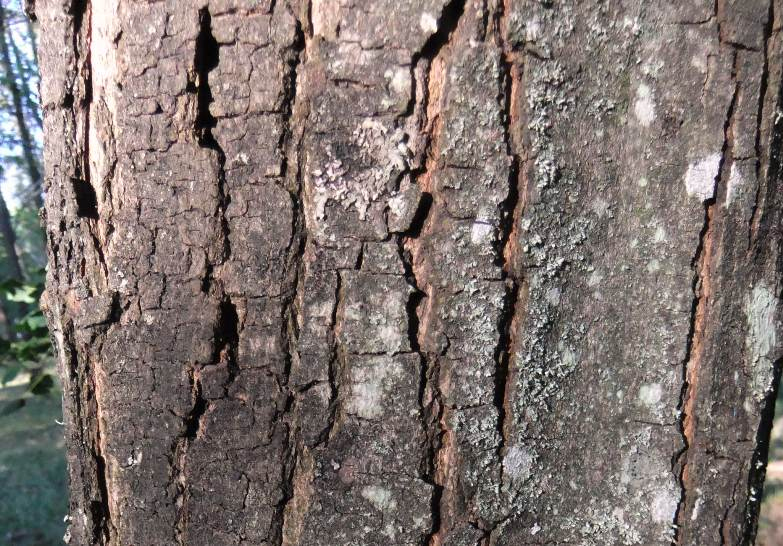 Image of Acer obtusatum specimen.