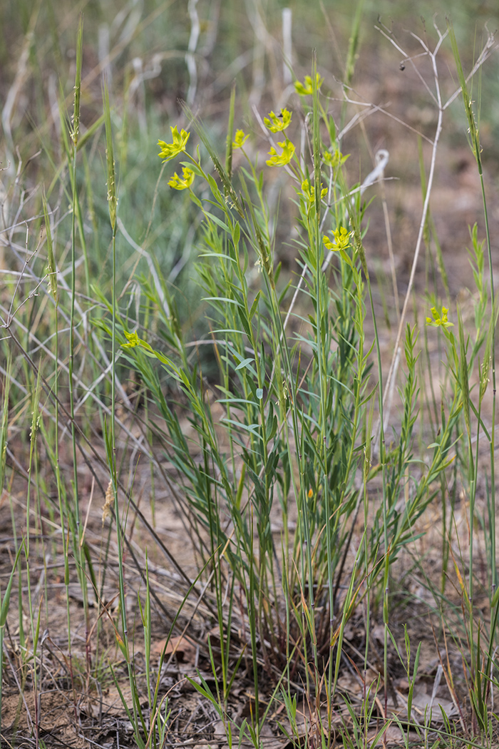 Image of Euphorbia seguieriana specimen.